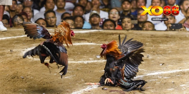 Gà Cựa Sắt 