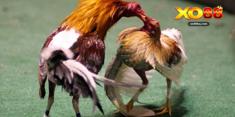 Gà Cựa Sắt 
